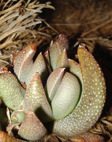 Rabiea albinota solitary leaf rosette